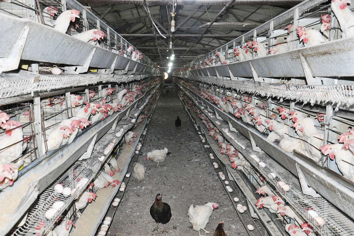 Üreticiler yumurta fiyatlarındaki artış hakkında ne düşünüyor?